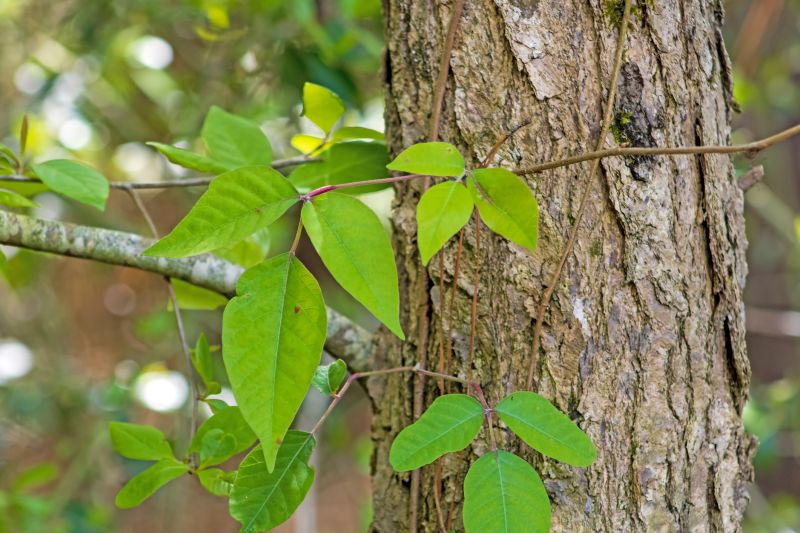 Poison Ivy Abatement Service
