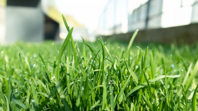 Healthy Lawn Result