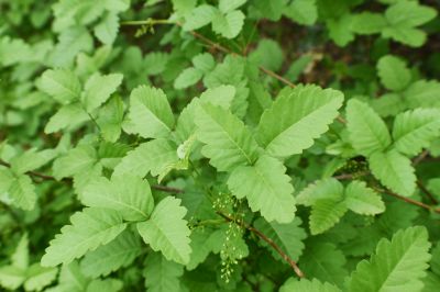 Poison Ivy Removal in Lancaster, PA