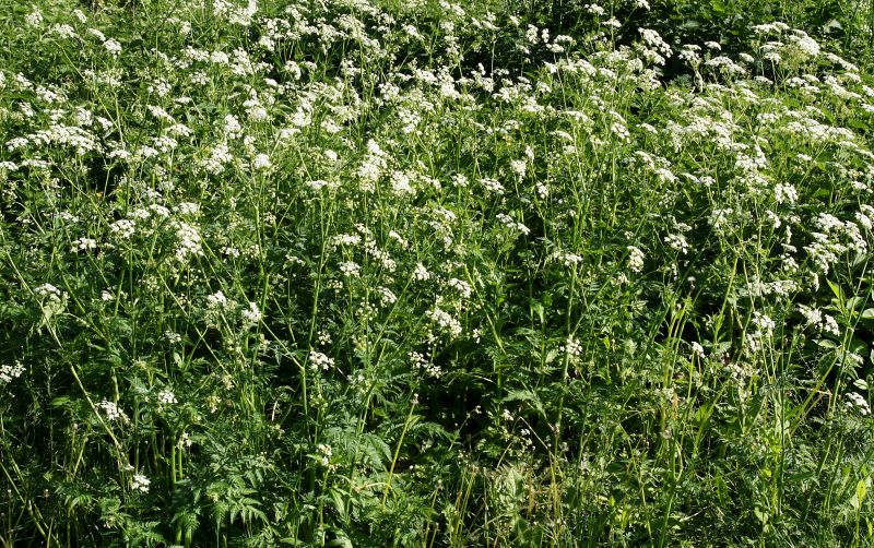 Dense Summer Foliage